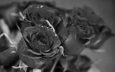 Черно белые цветы розы - Черно белые - Обои на рабочий стол - Галерейка