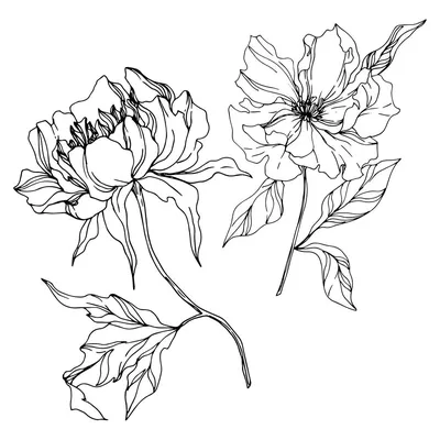 Лицензионное векторное графическое изображение Пион Цветочные Ботанические  Цветы. Дикий Весенний Цветок