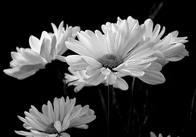 Открытка черно белые цветы - 51 фото