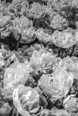 Цветы Черно-Белый Пионы - Бесплатное фото на Pixabay - Pixabay