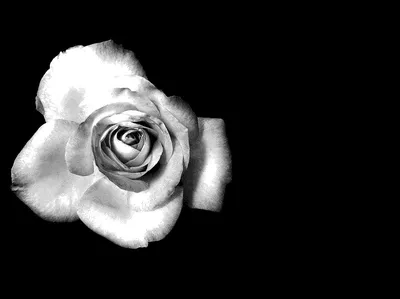 Цветы, Белые, Черно-Белые - картинка на телефон | Скачать ТОП Бесплатно  изображения