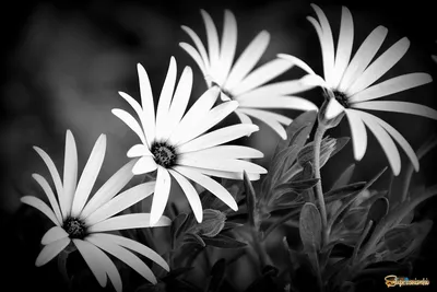 Черно-белые цветы | Фотосайт СуперСнимки.Ру