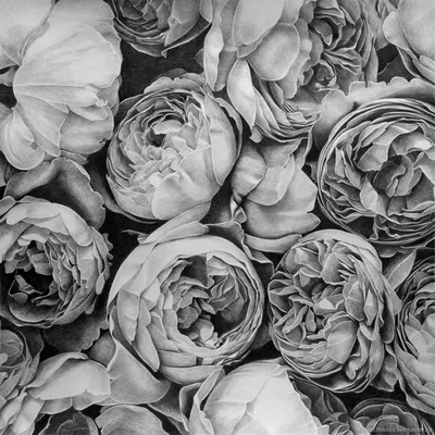 Цветы черно белые #31