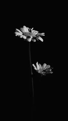 Скачать 938x1668 цветы, черно-белый, черный обои, картинки iphone 8/7/6s/6  for parallax