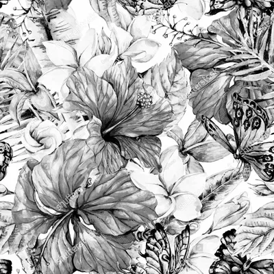 Купить фотообои Черно-белые акварельные цветы тропические цветы бесшовные  шаблон. Экзотических цветов, Плюмерия, Гибискус китайский, веточки, бабочки  и листья. Ботанический классическая иллюстрация на белом фоне. 702390991 в  интернет-магазине zakagioboi.ru