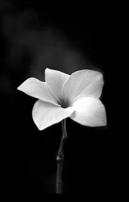 Чёрно белые цветы - 61 фото