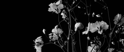 Обои черно белые цветы - 52 фото