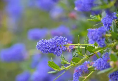 Цеанотус с синими цветами - 61 фото