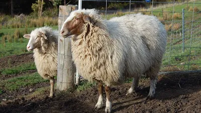 Цигайская порода овец - 70 фото