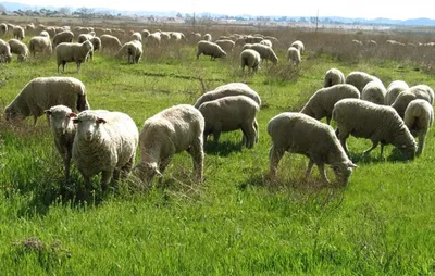 Короткошерстные породы овец