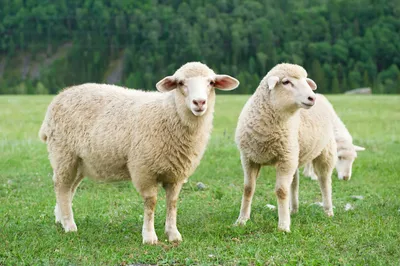 Смотреть изображения овец Цигайской породы | Зооляндия