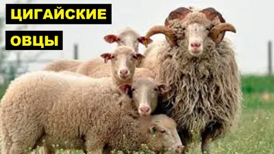 Разведение Цигайской породы овец как бизнес идея | Овцеводство | Цигайская  овца - YouTube