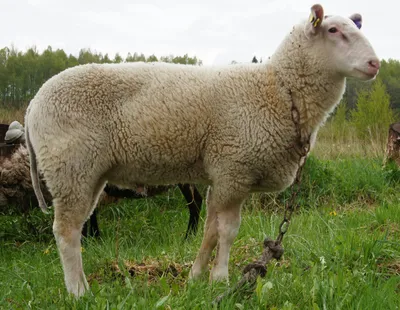 Основные правила для выведения молочной породы овец | Fermer.Ru - Фермер.Ру  - Главный фермерский портал - все о бизнесе в сельском хозяйстве. Форум  фермеров.
