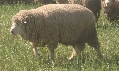 Кавказская порода овец - 63 фото