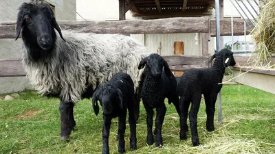 Каракульные овцы: Ни шерсти, ни молока, ни мяса. Самое ценное в этой породе  — новорождённые ягнята. Зачем их разводят? | Пикабу