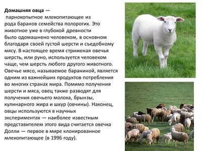 Презентація на тему Породы овец — презентації з біології | GDZ4YOU