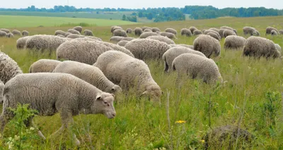 Порода овец Дагестанская