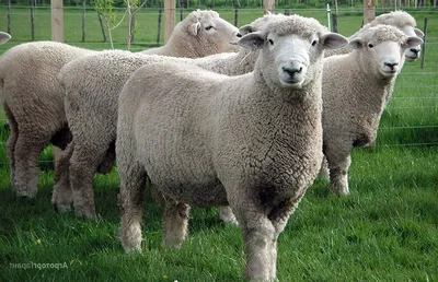 Куйбышевская порода овец (50 лучших фото)