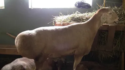 Эдильбаевская порода овец на Всероссийской выставке овец г Элиста - YouTube
