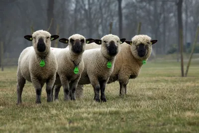 Цигайская порода овец - 56 фото: смотреть онлайн