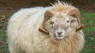 Цигайская овца: характеристики породы, продуктивность