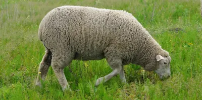 Порода овец Таджикская