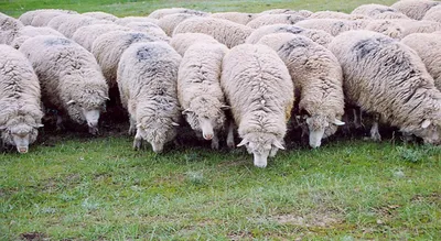 Акжайыкская и едилбайская породы – два оплота овцеводства в ЗКО — АГРО  БИЗНЕС КАЗАХСТАН