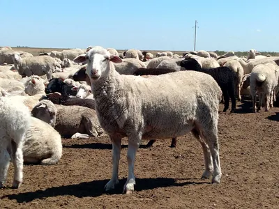 Цигайская порода овец фото