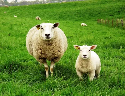 Породы овец и коз