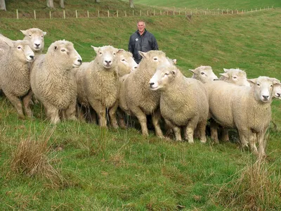 В Северном Казахстане взялись за породное преобразование овец