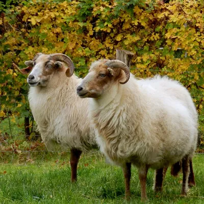 Куйбышевская порода овец (50 лучших фото)