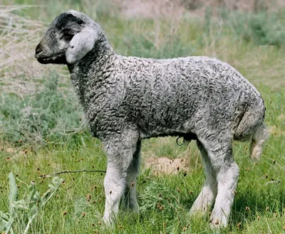 Смушковые породы овец, характеристики, особенности, история возникновения