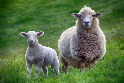 Картинки овец - 43 фото