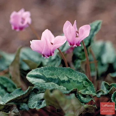Цикламен плющелистный (Cyclamen hederifolium) — описание, выращивание, фото  | на LePlants.ru
