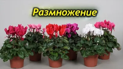 Разнообразие цикламенов. Виды, ареалы, экология