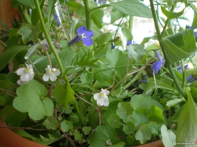 Цимбалярия - «Цимбалярия - мелкие белые цветочки - зеленый коврик в саду -  легкое выращивание из семян» | отзывы