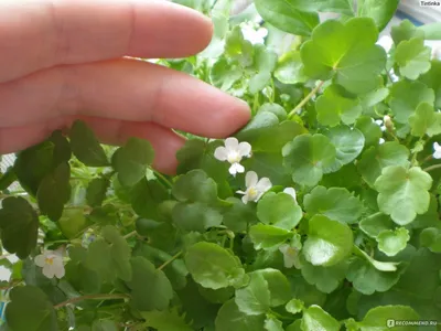 Цимбалярия - «Цимбалярия - мелкие белые цветочки - зеленый коврик в саду -  легкое выращивание из семян» | отзывы