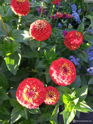 Цинния - «красивый и неприхотливый цветок в моем саду» | отзывы