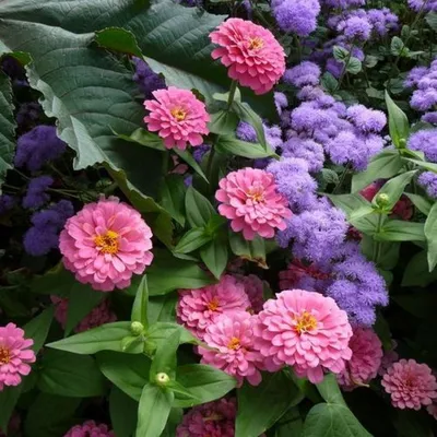 Цинии в саду: фото, оформление клумб с цветами-дюймовочками в ландшафтном  дизайне