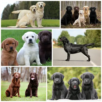 Лабрадор ретривер собака: фото, описание породы, характер собаки