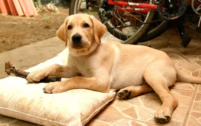 Лабрадор-ретривер: фото, описание и характер породы собак