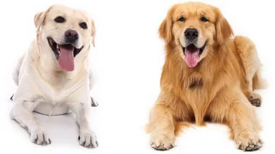 В чем разница между породами собак ретривер и лабрадор
