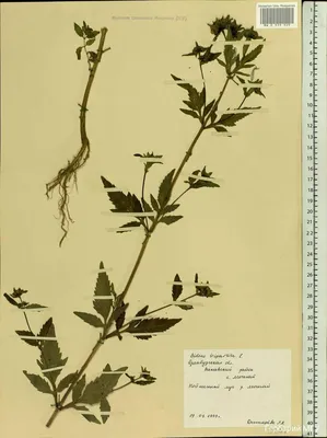 Череда облиственная (Bidens frondosa) - PictureThis