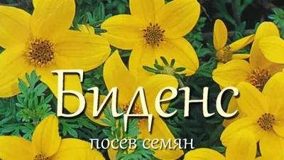 В Свердловскую область не пустили партию московских семян цветов:  Пресс-релизы: Облгазета