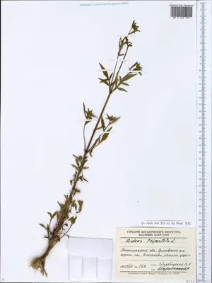 MW0562792, Bidens tripartita (Череда трехраздельная), specimen