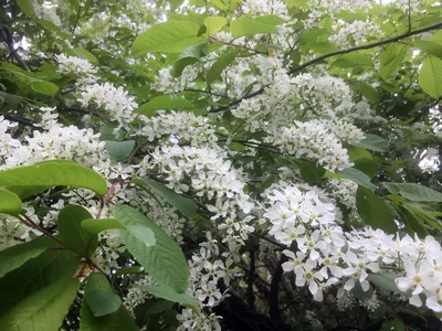 Белая черёмуха и другие цветущие растения