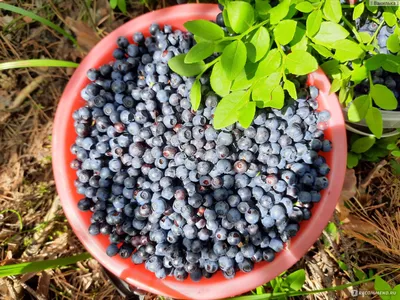 Ягода Черника - «🌿Черника - одна из самых полезных лесных ягод,  способствующих улучшению здоровья🌿Рассказываю о том, как и сколько я  заработала, продавая чернику🌿Делюсь рецептами вкусного варенья и компота  из черники.» | отзывы