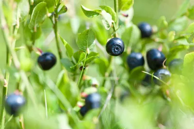 Плохие новости для любителей литовских ягод: в некоторые леса за ягодами  можно не ходить - Литва