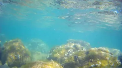 Под водой с камерой (Черное море, Ялта, Симеиз)/ Underwater (Black sea,  Yalta) - YouTube