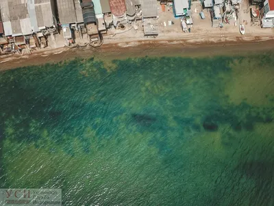 Черное море стало зеленым - опубликованы зрелищные фото и видео с одесских  пляжей - Апостроф